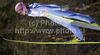 Michael Neumayer of Germany soars through the air during first round of day 3 of FIS ski jumping World Cup 2010-2011 finals in Planica, Slovenia. Last individual competition of season on day 3 of FIS ski jumping World cup finals was held on Sunday, 20th of March 2011, in Planica, Slovenia.

