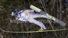 Third placed Adam Malysz of Poland soars through the air during first round of day 3 of FIS ski jumping World Cup 2010-2011 finals in Planica, Slovenia. Last individual competition of season on day 3 of FIS ski jumping World cup finals was held on Sunday, 20th of March 2011, in Planica, Slovenia.
