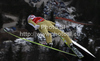 Robert Kranjec of Slovenia soars through the air during the first round of the Flying hill Individual competition of FIS World cup ski jumping  finals in Planica, Slovenia. Flying hill Individual  competition FIS World ski jumping finals was held on Sunday, 18th of March 2012, in Planica, Slovenia.
