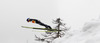 Gregor Schlierenzauer of Austria soars through the air during individual competition on day 3 in FIS Ski jumping World cup finals in Planica, Slovenia. Last individual competition of FIS ski jumping World cup finals was held on HS215 ski flying hill in Planica, Slovenia, on Sunday, 24th of March 2013.

