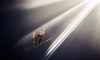 Simon Ammann (SUI) during Competition of 62nd Four Hills Tournament of FIS Ski Jumping World Cup at the Paul Ausserleitner Schanze, Bischofshofen, Austria on 2014/01/06.
