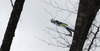 Nejc Dezman of Slovenia soars through the air during team race of Viessmann FIS ski jumping World cup in Planica, Slovenia. Team race of Viessmann FIS ski jumping World cup 2013-2014 was held on Saturday, 22nd of March 2014 on HS139 ski jumping hill in Planica, Slovenia.
