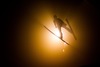 Andreas Wank (GER) during Mens Trial Round of FIS Ski Jumping World Cup at the Nordic Arena in Ruka, Finland on 2014/11/28.
