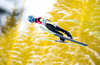 Michael Hayboeck of Austria during his 1st Round Jump of FIS Ski Flying World Championships at the Kulm, Bad Mitterndorf, Austria on 2016/01/15.
