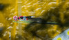 Stefan Kraft of Austria during his 1st Round Jump of FIS Ski Flying World Championships at the Kulm, Bad Mitterndorf, Austria on 2016/01/15.
