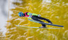 Michael Hayboeck of Austria during his 1st Round Jump of FIS Ski Flying World Championships at the Kulm, Bad Mitterndorf, Austria on 2016/01/15.
