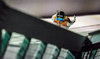 Domen Prevc of Slovenia during the Mens FIS Skijumping World Cup of the Nordic Opening at the Nordic Arena in Ruka, Finland on 2016/11/25.
