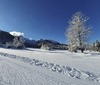 Cross country skiing in Ratece, Slovenia.