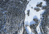 Aerial views of Planica Nordic Center and cross country skiing tracks where FIS Nordic skiing World Championships 2023 will be held in less then month time. Venue is getting ready and workers are preparing last details for World Championships to go through without problems on cold winter morning of 27th of January 2023.